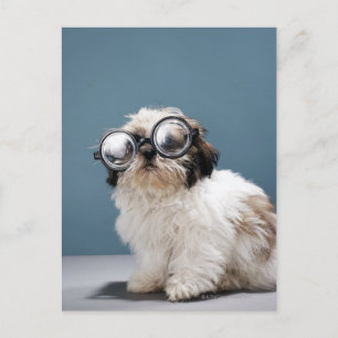 Postal Cachorros con gafas gruesas