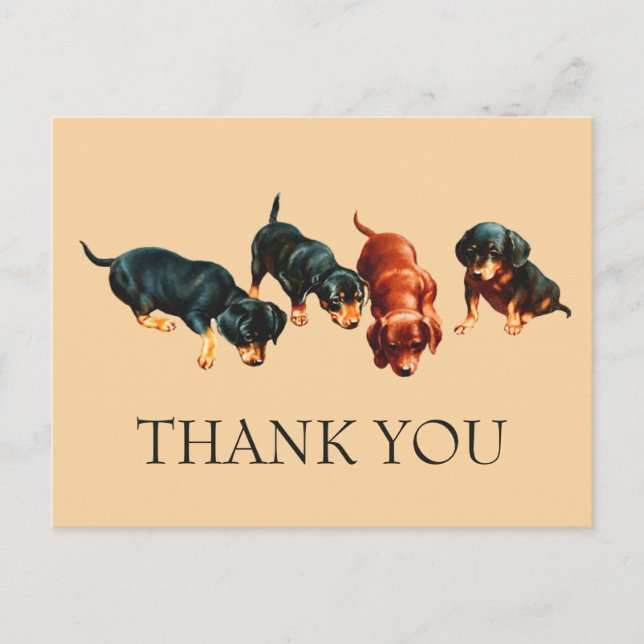 Postal Cachorros curiosos de Dachshund Perros salchicha v (Anverso)