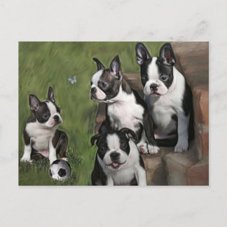 Postal Cachorros de Boston Terrier