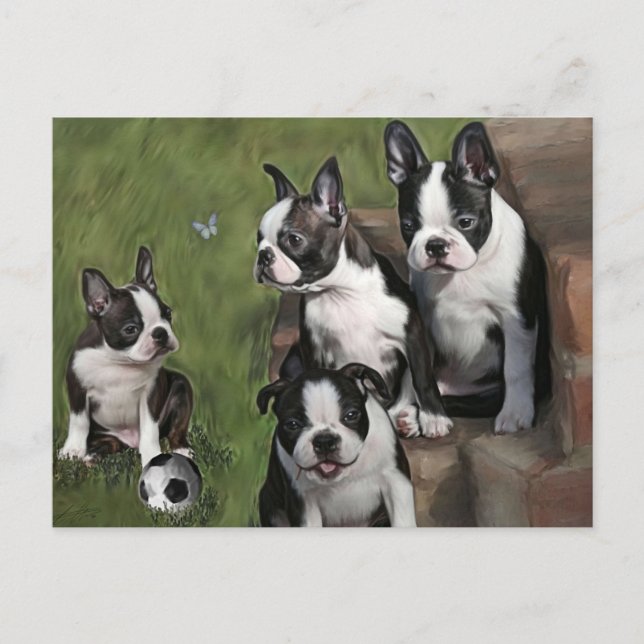 Postal Cachorros de Boston Terrier (Anverso)