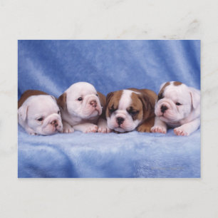 Postal cachorros de bulldog