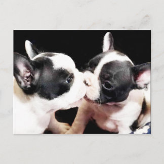 Postal Cachorros de bulldog de Francia