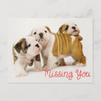 Cachorros de Bulldog Inglés que te hacen falta