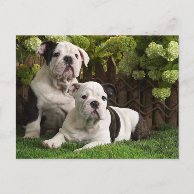Postal Cachorros de Bulldog ingleses (Anverso)
