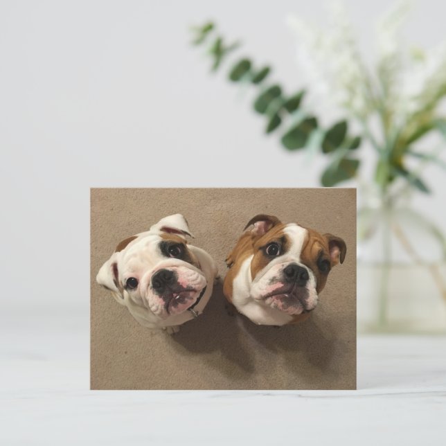 Postal Cachorros de bulldog ingleses (Anverso de pie)