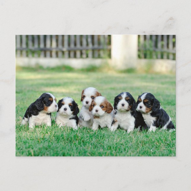 Postal Cachorros de Cavalier King Charles Spaniel (Anverso)
