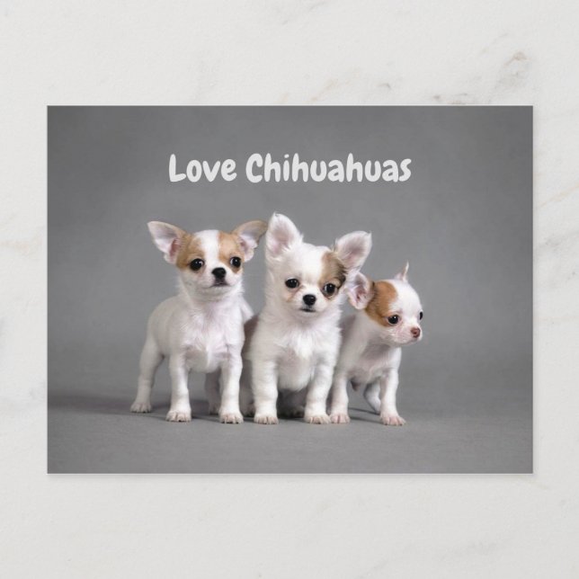 Postal Cachorros de Chihuahua (Anverso)