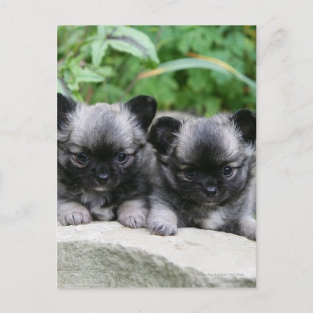 Postal Cachorros de Chihuahua (Anverso)