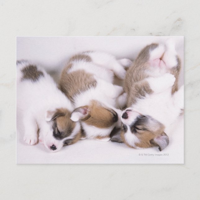 Postal Cachorros de corgi soleado (Anverso)