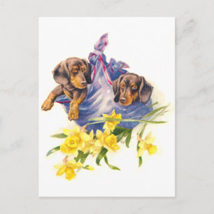 Postal Cachorros de Dachshund en blanco con daffodias