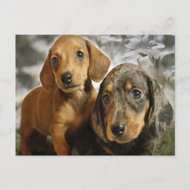 Postal Cachorros de Dachshund (marrón/negro) (Anverso)