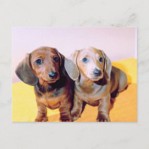 Postal Cachorros de Dachsund