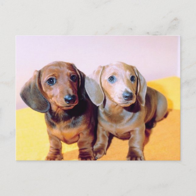 Postal Cachorros de Dachsund (Anverso)