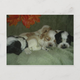 Postal Cachorros de espeleología de Roan Cocker. ¡Nap Tim