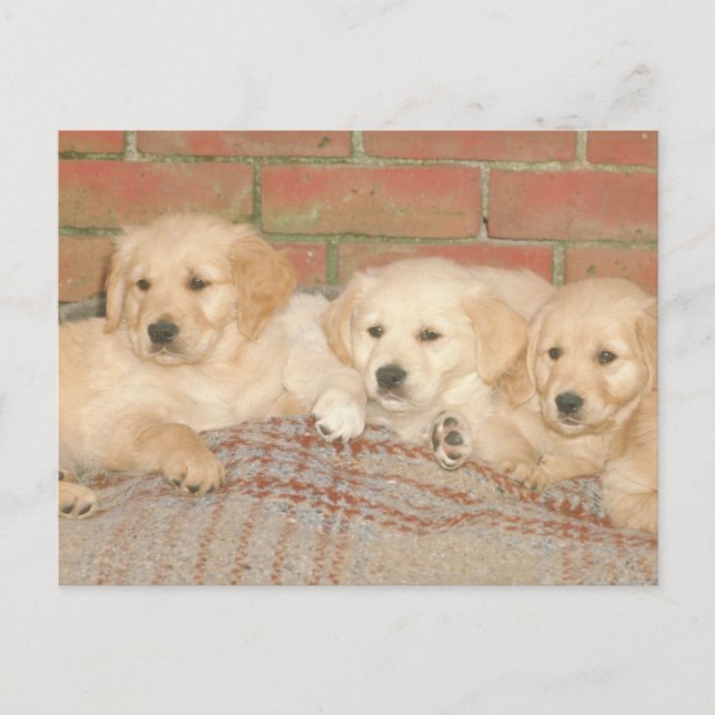 Postal Cachorros de Golden Retriever (Anverso)