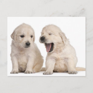 Postal Cachorros de Golden Retriever (4 semanas de edad)