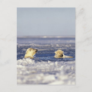 Postal Cachorros de oso polar jugando