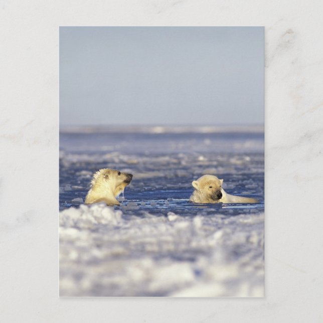 Postal Cachorros de oso polar jugando (Anverso)