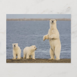 Postal Cachorros de oso polar y su madre