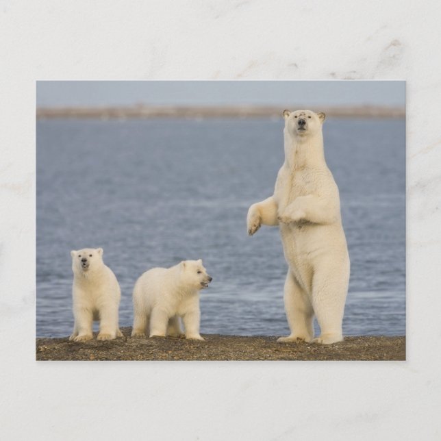 Postal Cachorros de oso polar y su madre (Anverso)