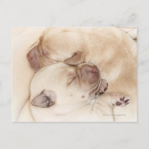 Postal Cachorros de recuperación de Labrador amarillo, 10