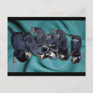 Postal cachorros de rottweiler dorados