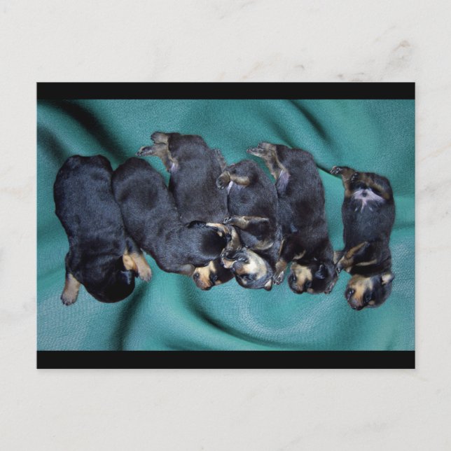 Postal cachorros de rottweiler dorados (Anverso)