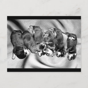 Postal cachorros de rottweiler dormilón
