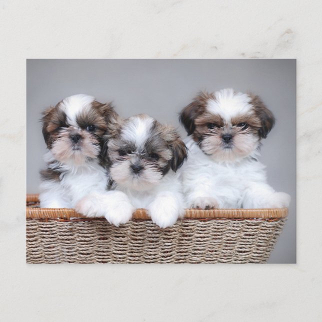 Postal Cachorros de Shih Tzu (Anverso)