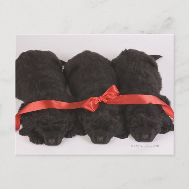 Postal Cachorros de Terranova durmiendo (Canis (Anverso)