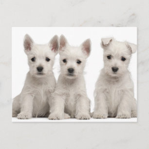 Postal Cachorros de West Highland Terrier (7 semanas de e