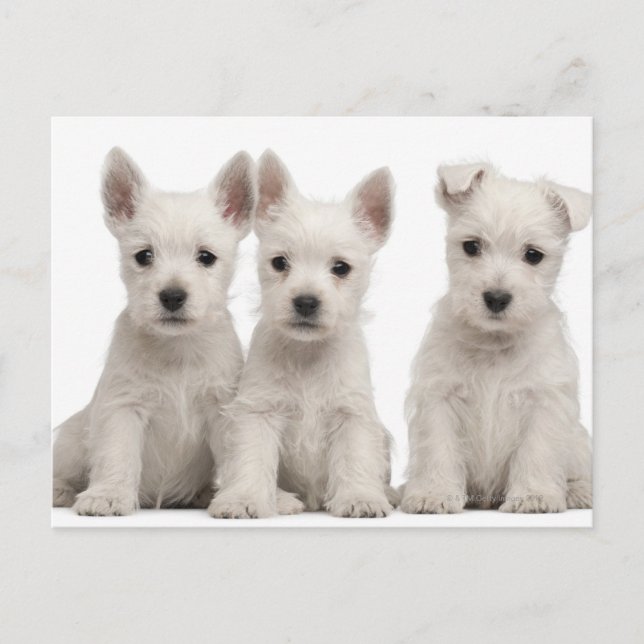 Postal Cachorros de West Highland Terrier (7 semanas de e (Anverso)