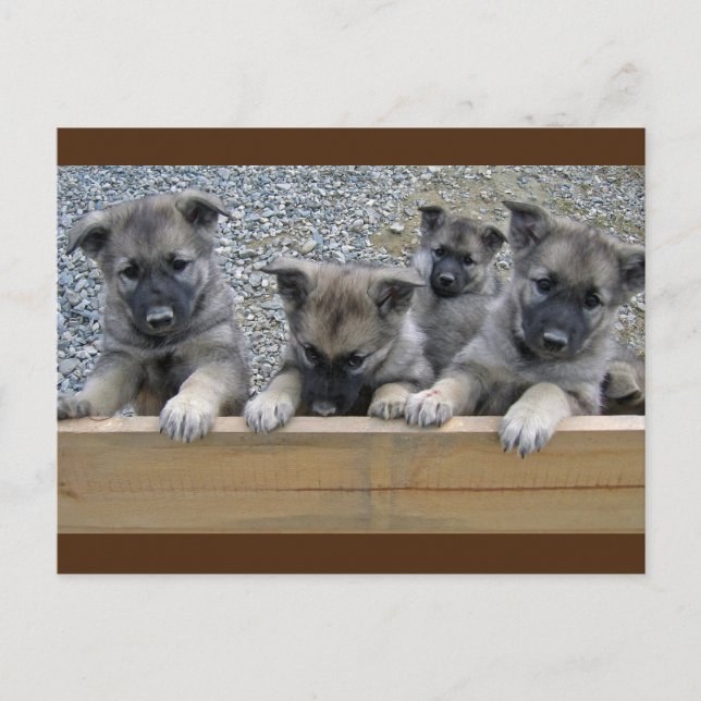 Postal Cachorros elkhound noruegos (Anverso)