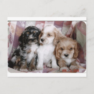 Postal Cachorros españoles americanos