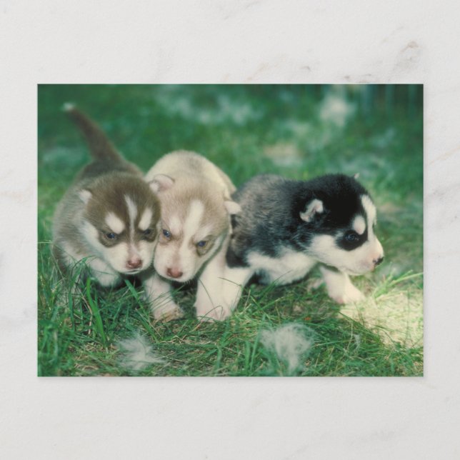 Postal Cachorros Husky Siberianos (Anverso)