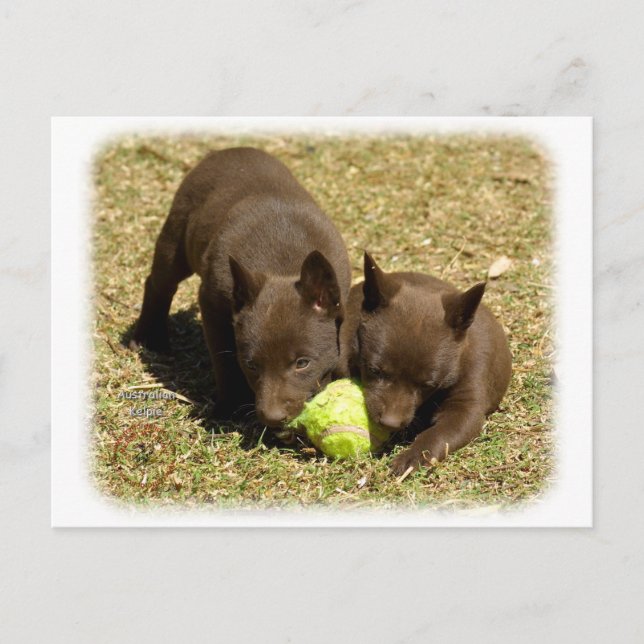 Postal Cachorros Kelpie australianos 9P022D-018 (Anverso)