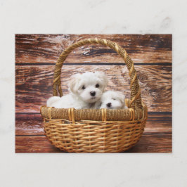 Postal Cachorros malteses en una canasta