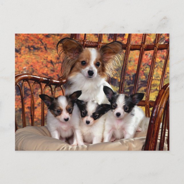 Postal Cachorros Papillon con mamá (Anverso)