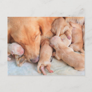 Postal Cachorros pequeños con madre