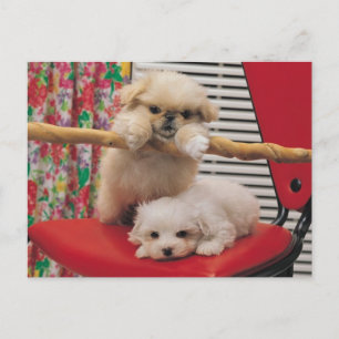 Postal Cachorros reproduciendo