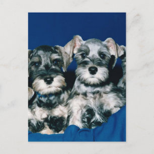Postal Cachorros Schnauzer en miniatura