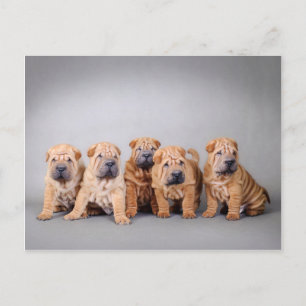 Postal Cachorros shar pei chinos