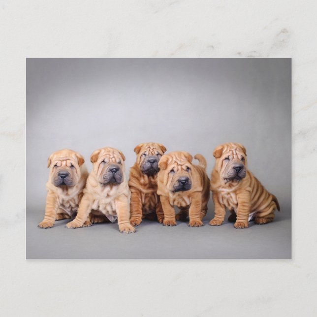 Postal Cachorros shar pei chinos (Anverso)