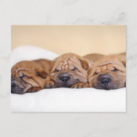 Cachorros shar pei chinos