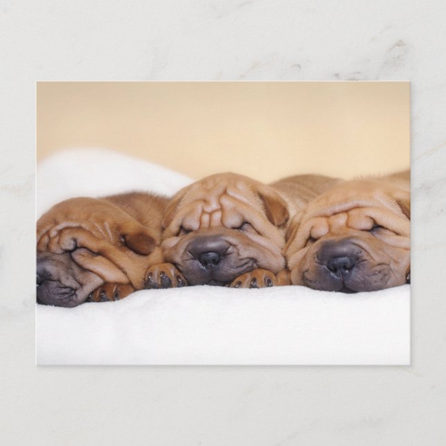 Postal Cachorros shar pei chinos (Anverso)