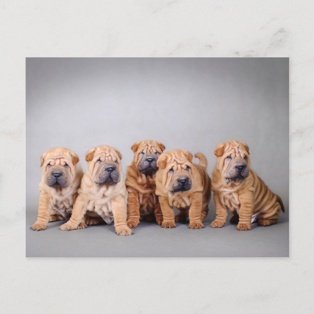 Postal Cachorros shar pei chinos (Anverso)