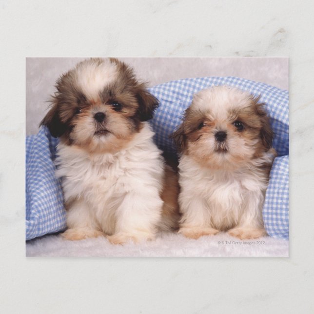 Postal Cachorros Shih Tzu bajo una manta a cuadros (Anverso)