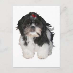 Postal Cachorros Shitzu Shih Tzu