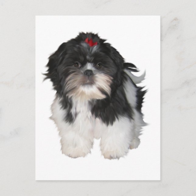 Postal Cachorros Shitzu Shih Tzu (Anverso)