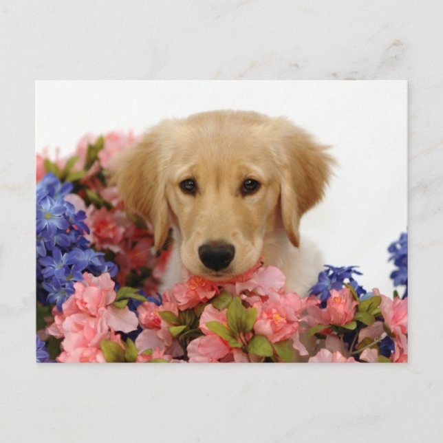 Postal Cachorros y flores de Golden Retriever (Anverso)